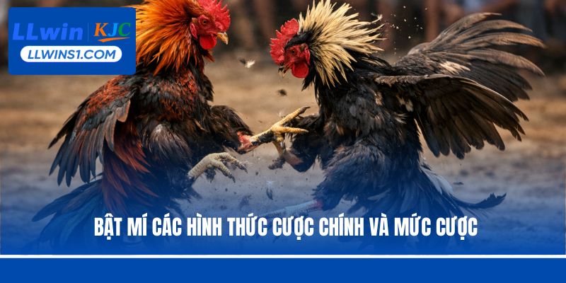 Bật mí các hình thức cược chính và mức cược