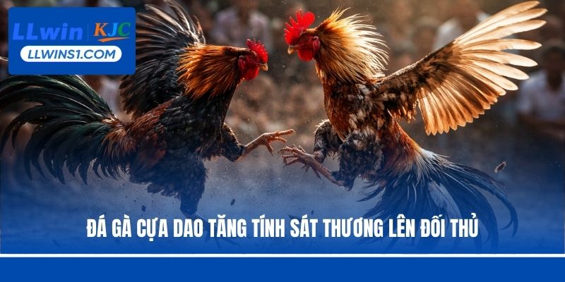 Đá gà cựa dao tăng tính sát thương lên đối thủ