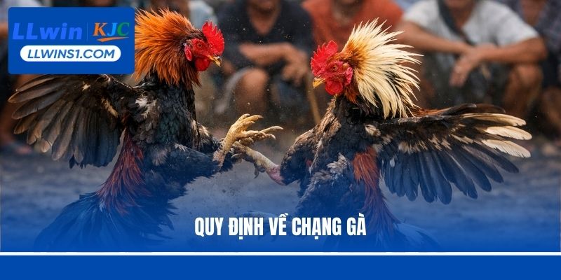 Quy định về chạng gà